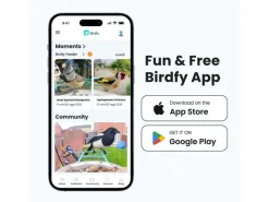 Birdfy Futterspender Basic Solar