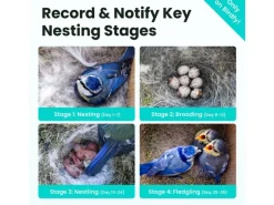 Birdfy Nistkasten mit Kamera und Solar