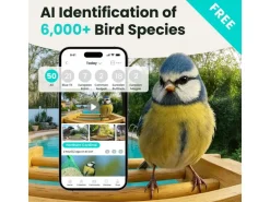 Birdfy Vogelhaus mit Kamera 1080p