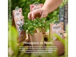 Die Stadtgärtner Anzuchtset Klimabaum