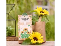 Die Stadtgärtner Anzuchtset Sonnenblume