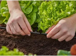 GARDENA T-Stück Micro-Drip-System 3/16", 10 Stück