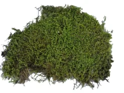 Lucky Reptile Bodensubstrat Vivarium Moss 150 g