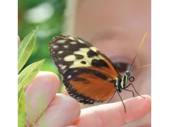 Mein Raupenkasten Insektenhotel Raupenkasten -FR-