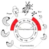 Neudorff Nematoden Gutschein Dickmaulrüssler