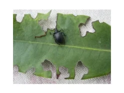 Neudorff Nematoden Gutschein Dickmaulrüssler