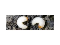 Neudorff Nematoden Gutschein Dickmaulrüssler