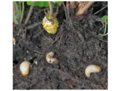 Neudorff Nematoden Gutschein Dickmaulrüssler