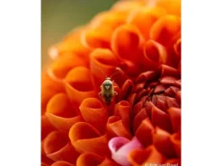 Sony Festbrennweite FE 100mm F/2.8 GM – Sony E-Mount