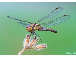 Sony Festbrennweite FE 100mm F/2.8 GM – Sony E-Mount