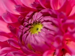 Sony Festbrennweite FE 100mm F/2.8 GM – Sony E-Mount