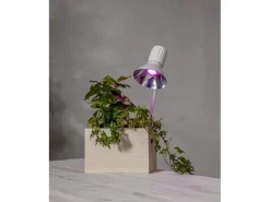 Star Trading Leuchtmittel LED Pflanzen GU10, 3.5 W, 42 lm