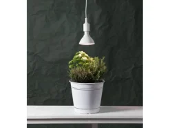 Star Trading Leuchtmittel Plant Light 570cd 16 W E27