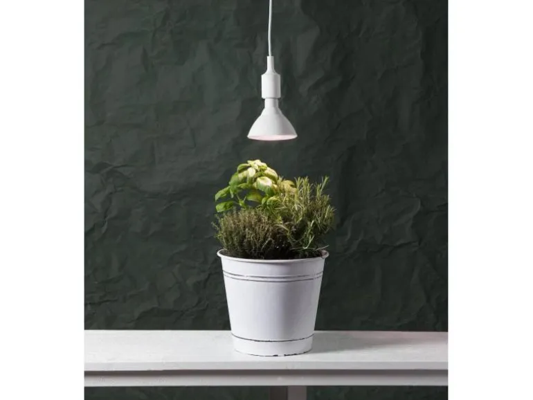 Star Trading Leuchtmittel Plant Light 570cd 16 W E27