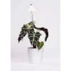 Venso Solutions Pflanzenleuchte SunLite 7 W, Weiss